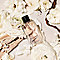 Michael Kors Gorgeous! Eau de Parfum 1.7 oz #2